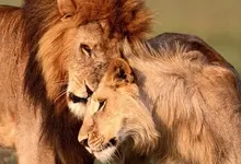 nature lions documentary 1280x960 wallpaper Art HD Wallpaper
